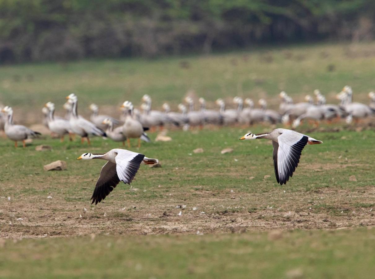 Raas Chhatrasagar, Nimaj, District Pali Zewnętrze zdjęcie