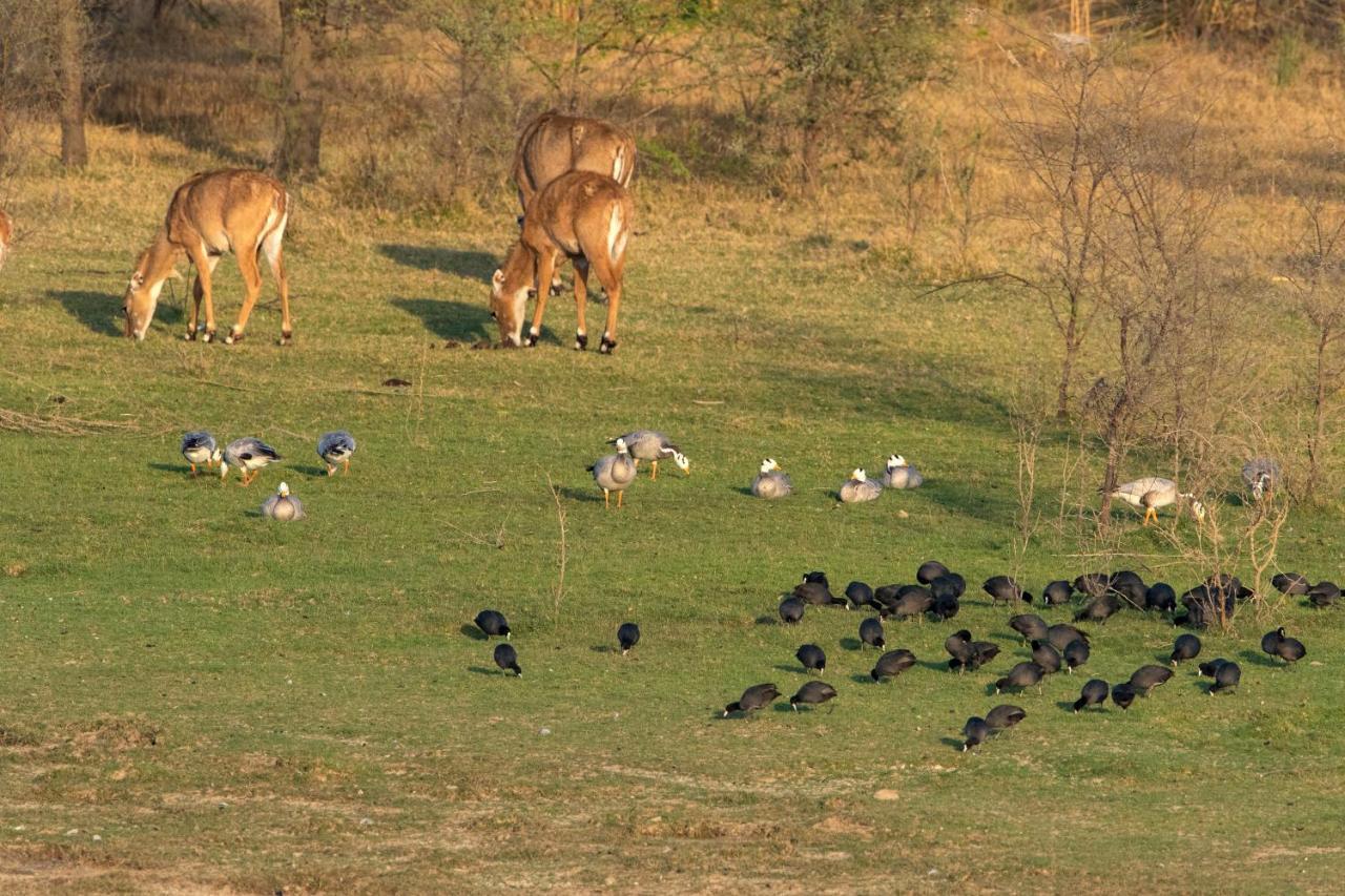 Raas Chhatrasagar, Nimaj, District Pali Zewnętrze zdjęcie